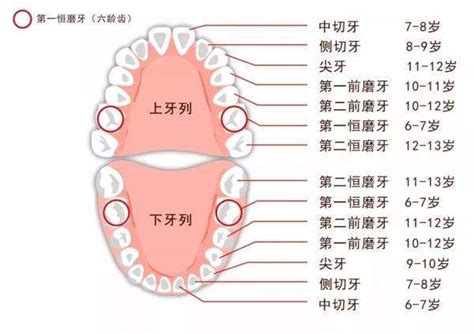 人有多少牙齒|牙齒小知識：我們有幾多顆牙齒？